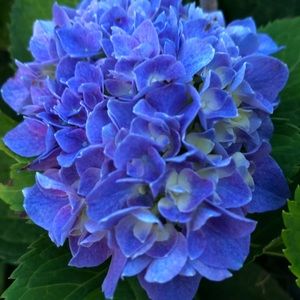 Meet your Posher, Monique